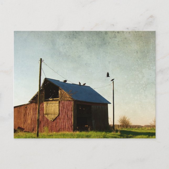 The Vultures and the Barn Postcard (Front)