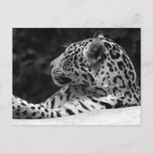 "The Waking Leopard" Postcard