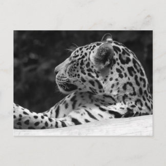 "The Waking Leopard" Postcard