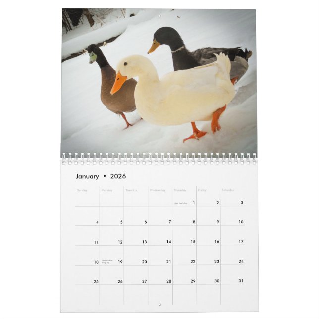 The Walking Ducks 2015 Calender Calendar (Jan 2026)