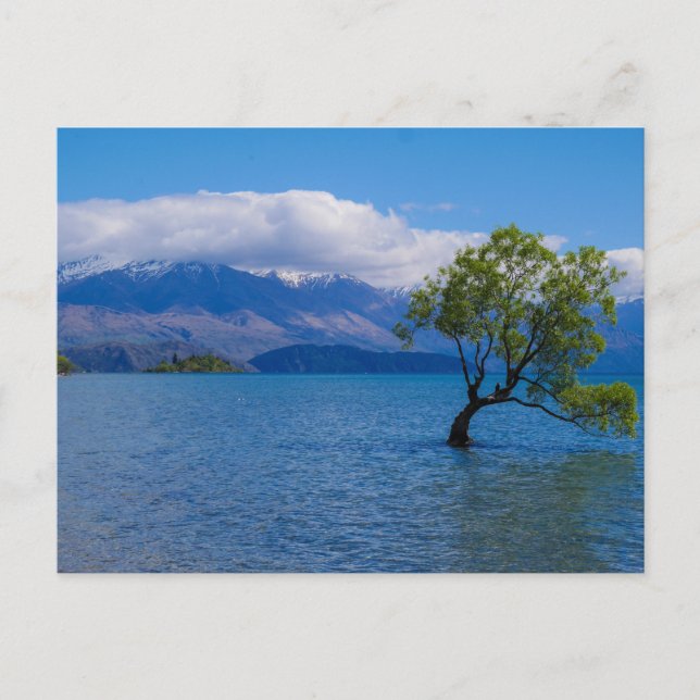 The Wanaka Tree, Lake Wanaka, NZ - Postcard (Front)