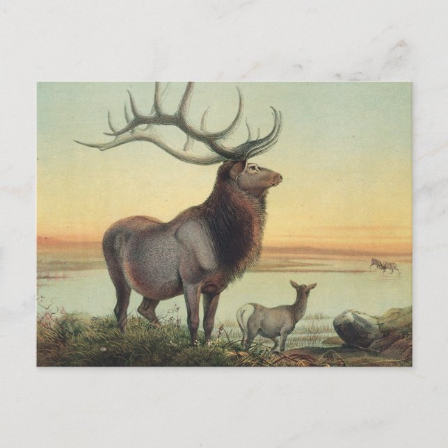 The Wapiti Deer by Joseph Wolf Postcard (Front)