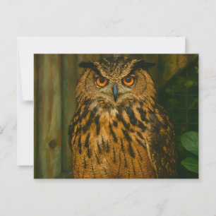 The Watcher – Eurasian Eagle-Owl in Woodland Light Postcard