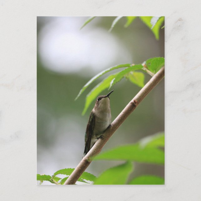 The Watcher Hummingbird Postcard (Front)