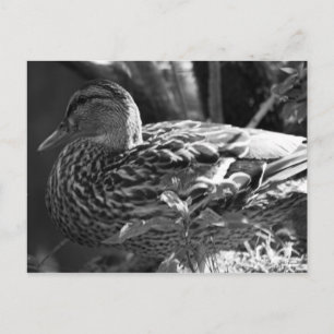 The Watcher Postcard