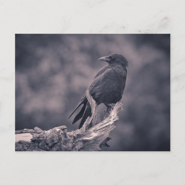 The watching Crow Postcard (Front)