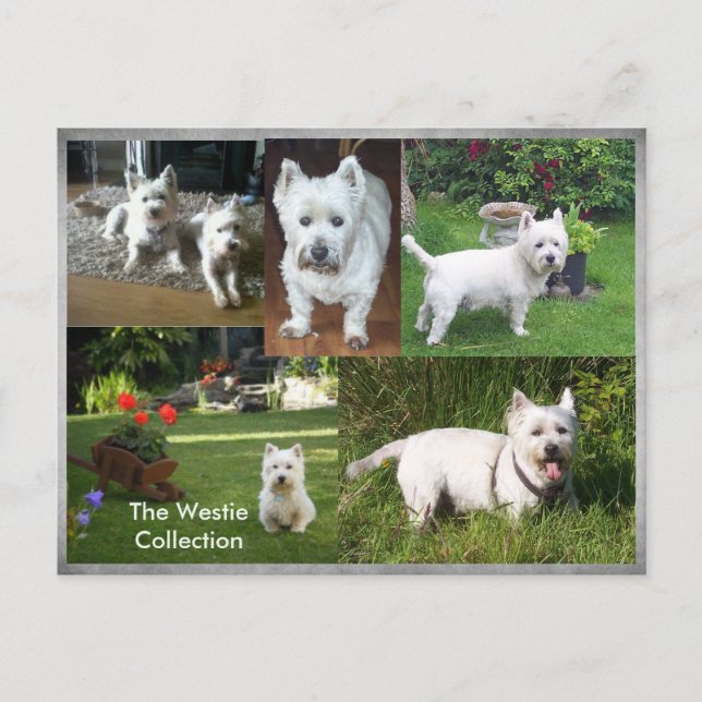 The Westie Collection postcard (Front)