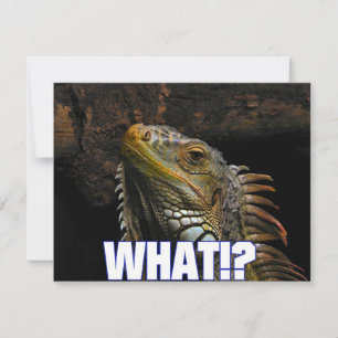 The What!? Iguana