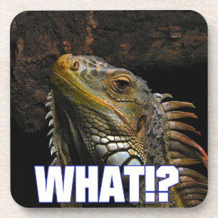 The What!? Iguana Coaster