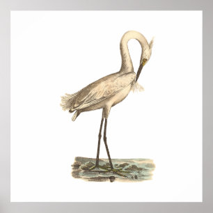 The White-crested Heron (Ardea candidissima) Poster