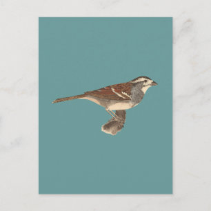 The White-crowned Sparrow	(Fringilla leucophrys) Postcard