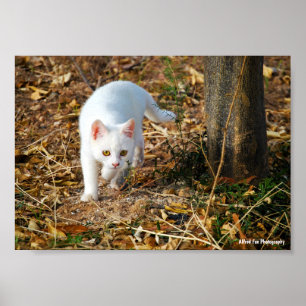 The White Hunter Poster