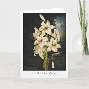 The White Lily — Modern Botanical Reinterpretation Card