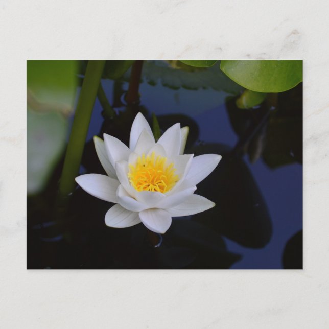 The White Lotus Card (Front)