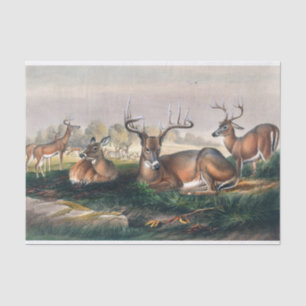 The White-Tailed by Joseph Wolf Tissue Paper