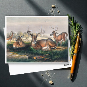The White-Tailed Deer by Joseph Wolf  Postcard