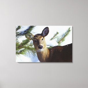 The White-tailed deer (Odocoileus virginianus), Canvas Print