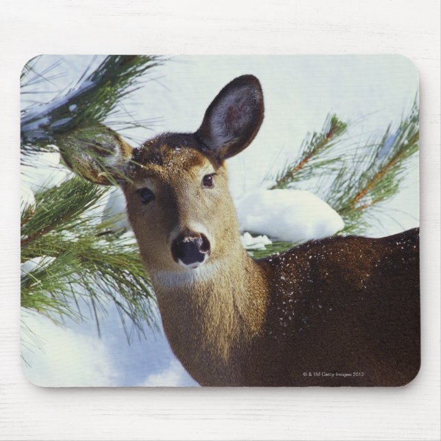 The White-tailed deer (Odocoileus virginianus), Mouse Pad (Front)