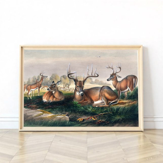 The White-Tailed Deer  Poster (Creator Uploaded)