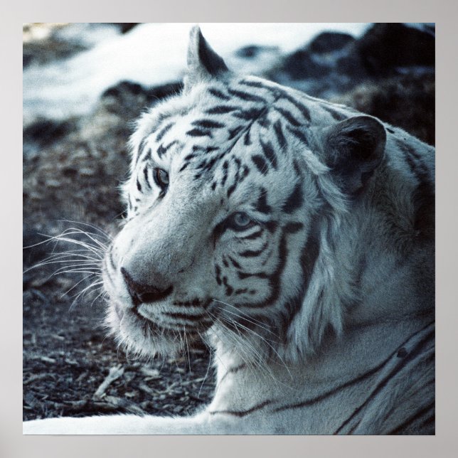 The White Tiger Poster (Front)