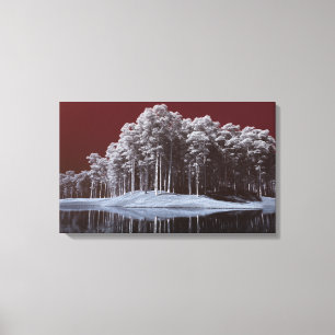 The White Woods Canvas Print