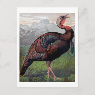 The Wild American Turkey Cock, illustration from ' Postcard