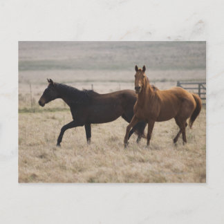 The wild horse (Equus ferus) is a species of the Postcard