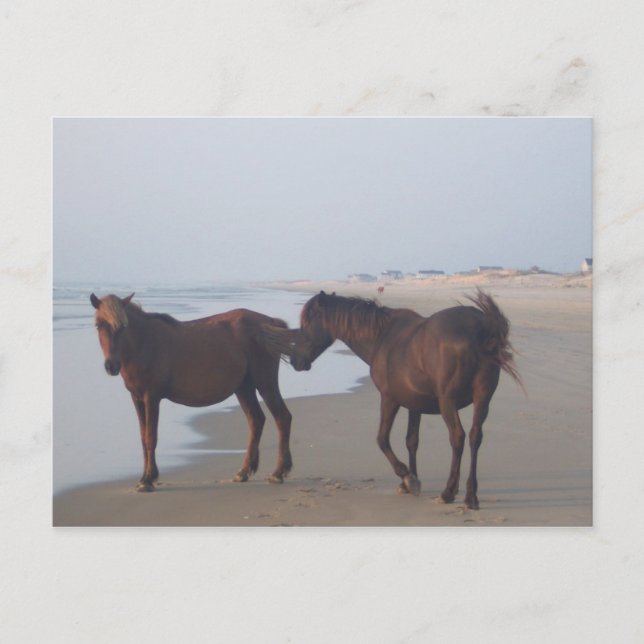 The Wild Horses of Carova Beach Postcard (Front)