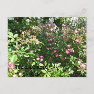 The wild rose garden postcard
