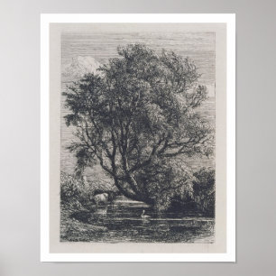 The Willow (etching) Poster
