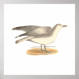 The Winter Gull	(Larus argentatus) Poster