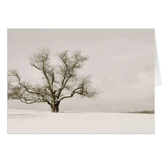 The Winter Tree - Blank (Front Horizontal)