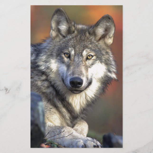 The Wolf (Front)