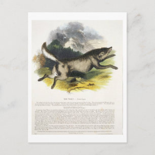 The Wolf (Canis lupus) educational illustration pu Postcard