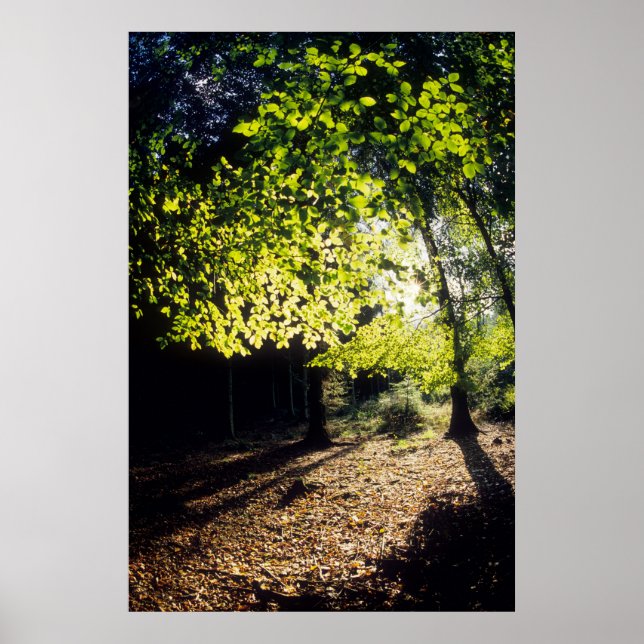 The Woods in Spring Poster (Front)