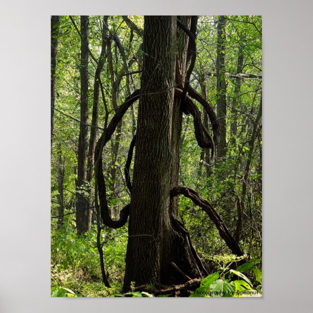 The woods poster (Front)