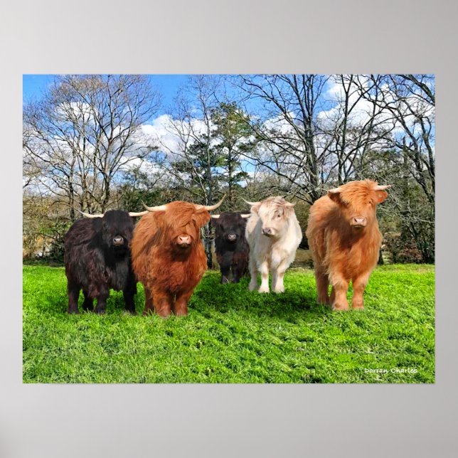 "The Woolies"  Poster (Front)