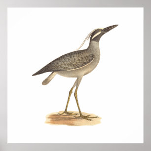 The Yellow-crowned Night Heron	(Ardea violacea) Poster