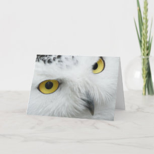 The Yellow Eyed Owl Valentine Card