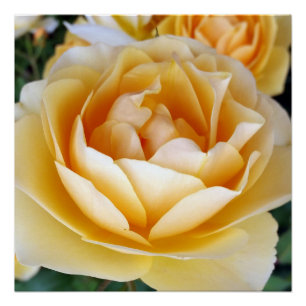 The Yellow Rose Poster