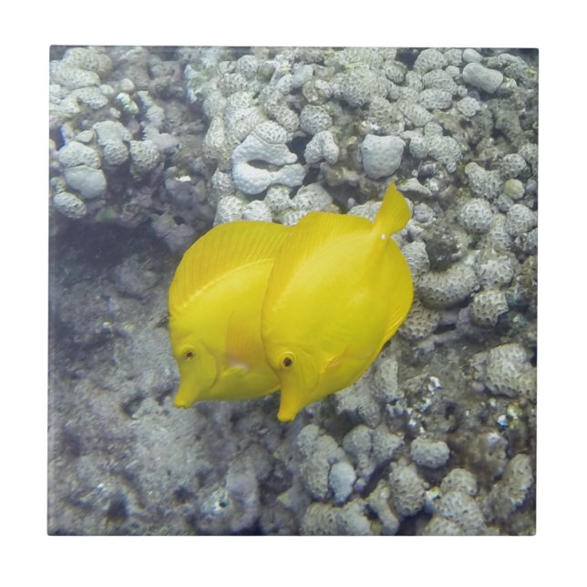 The Yellow Tang Fish Tile (Front)
