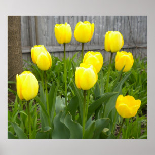The Yellow Tulips Poster