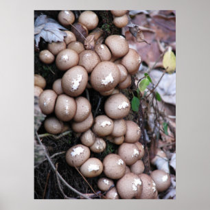 Theres a fungus... poster