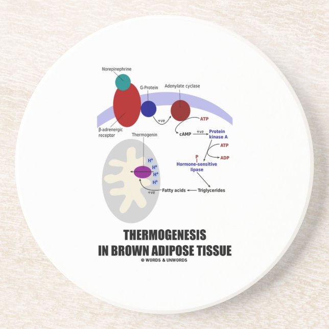 Thermogenesis In Brown Adipose Tissue Coaster (Front)