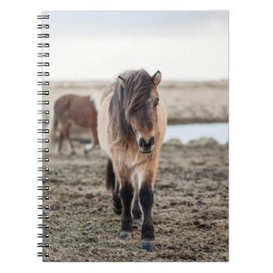 THESE HORSES ARE VERY SWEET AND INQUISITIVE NOTEBOOK