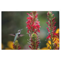 THEY ALL LOOK YUMMY-HUMMINGBIRD,CARDINAL FLOWER