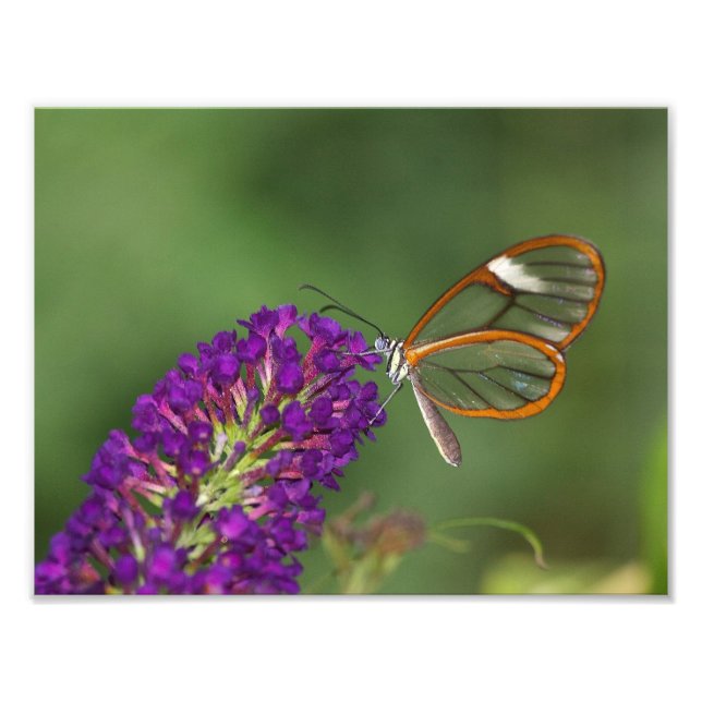 They call me Clear Wing Photo Print (Front)