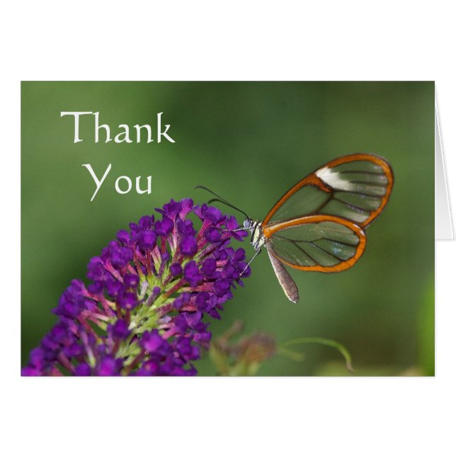 They call me Clear-wing Thank you (Front Horizontal)