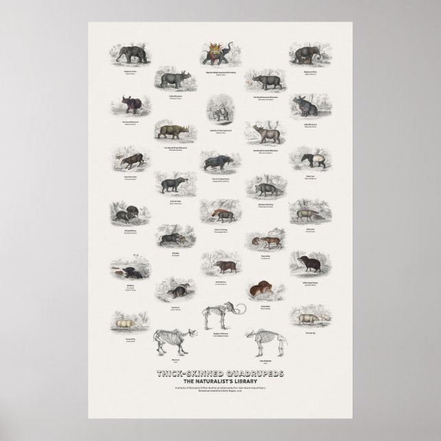 Thick-Skinned Quadrupeds - Naturalist's Library Poster (Front)
