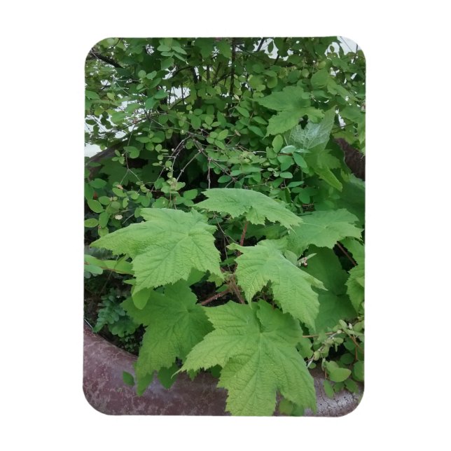 Thimbleberry  magnet (Vertical)
